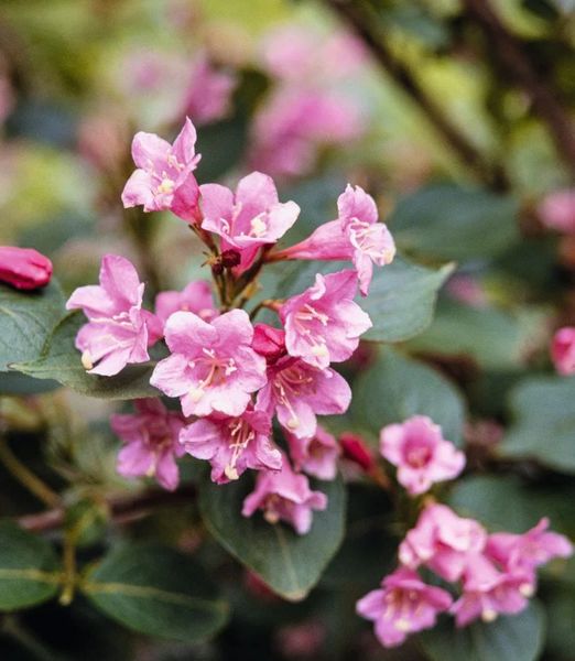 Weigela 'Bouquet Rose'